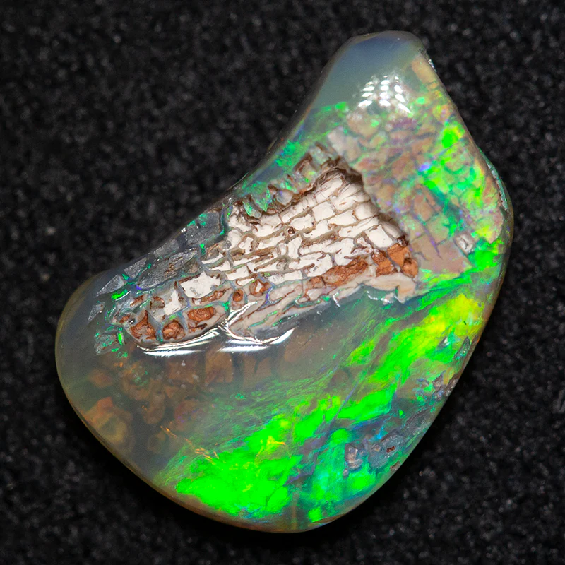 1.32 ct dark fossil opal 11.3x7.6x2.9mm