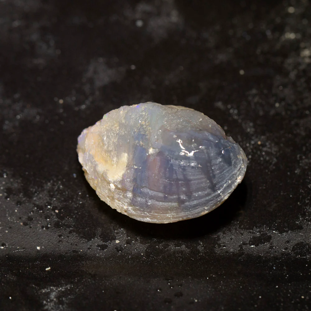 28.04 ct opal fossilised shell 27x18.1x13.2mm